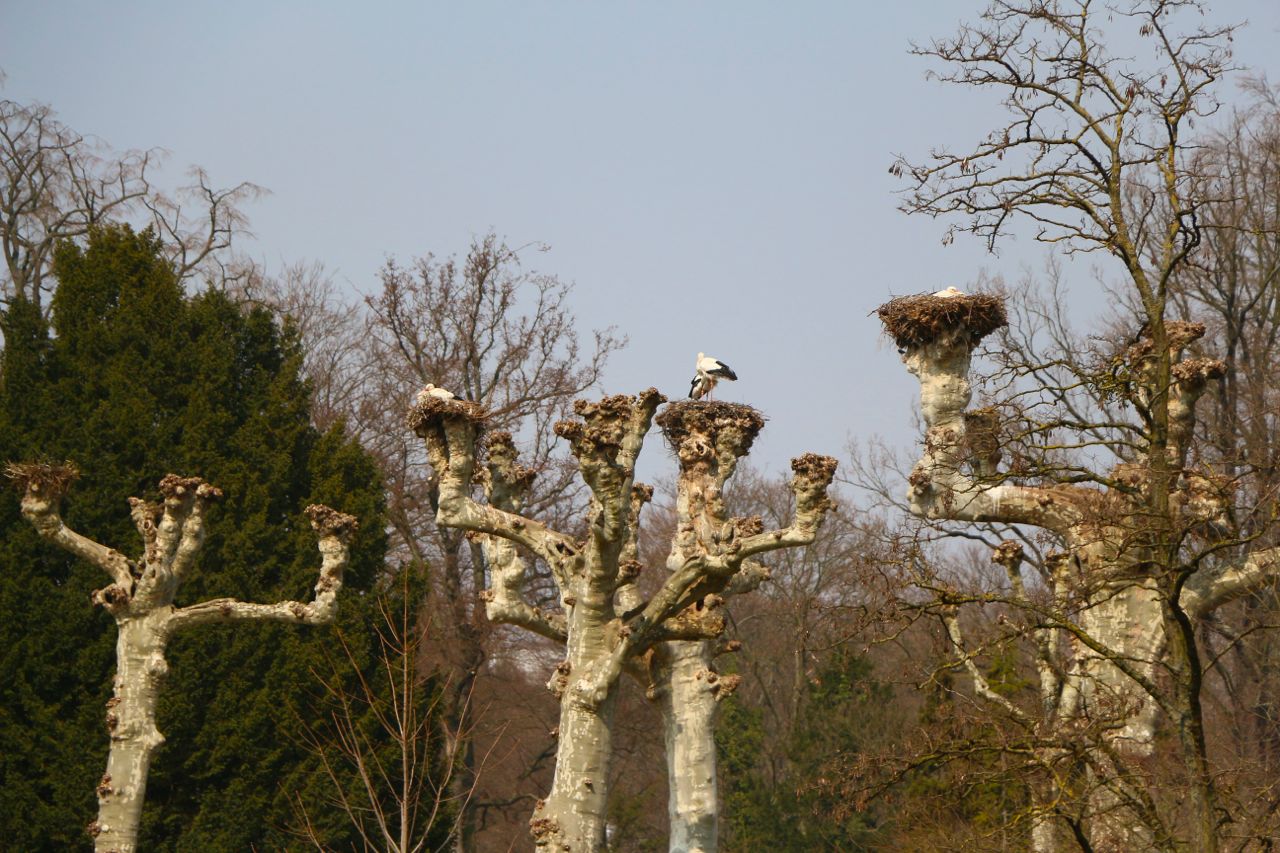 Strasbourg: Storks nesting in the Parc de l'Orangerie