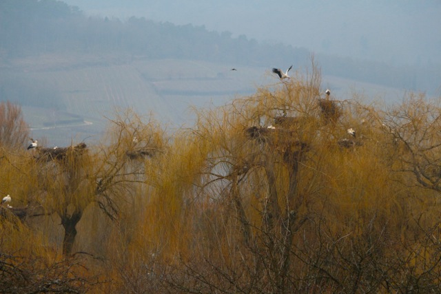 Hunawihr: The Alsatian stork breeding sanctuary