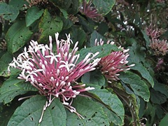 Flowering bush