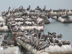 Pelicans at Salaverry