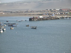 Boatload of pelicans